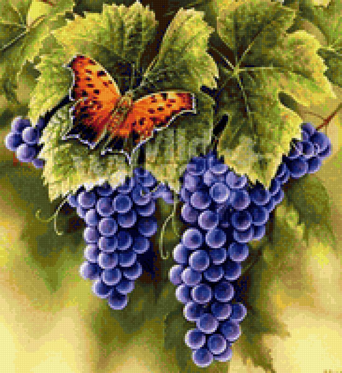 Виноград и бабочка - виноград, бабочка - предпросмотр