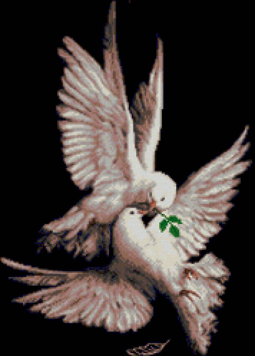 Голуби - голуби, птицы - предпросмотр