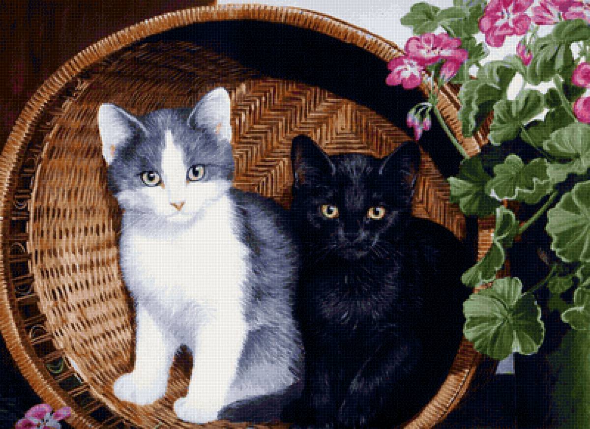 №2148216 - котята, корзина - предпросмотр