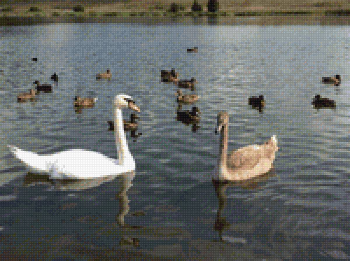 Лебеди - лебеди на пруду - предпросмотр