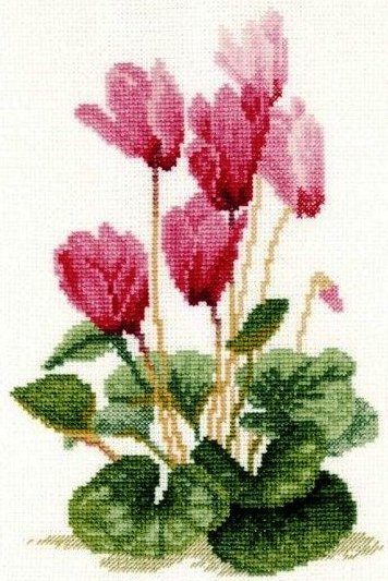 Цикломены - цветы - оригинал