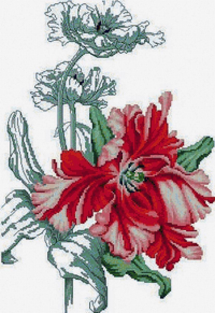 Цветы - букет, цветы - предпросмотр