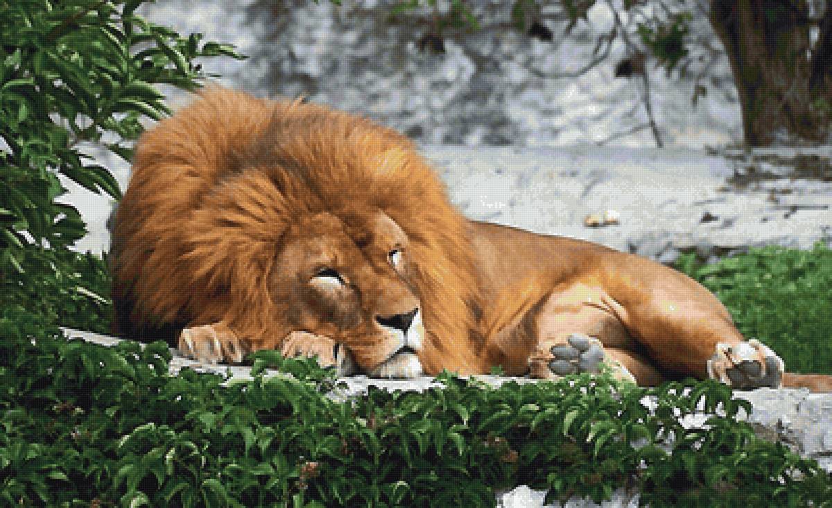 лев - мир животных - предпросмотр