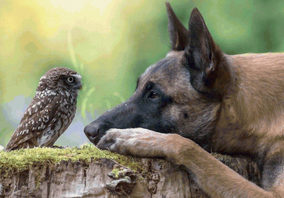 необычные друзья - мир животных - предпросмотр