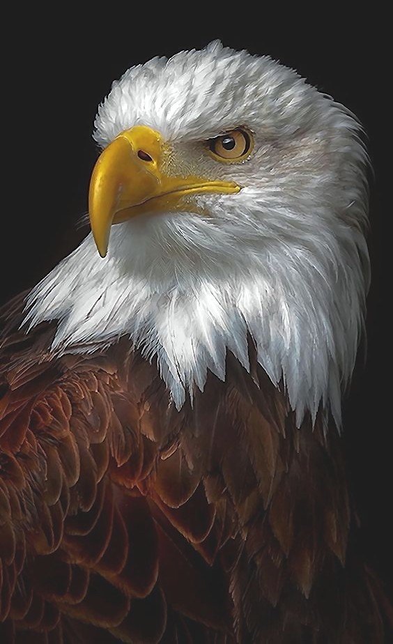 орёл - мир животных - оригинал