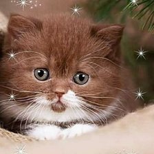 Схема вышивки «11011»