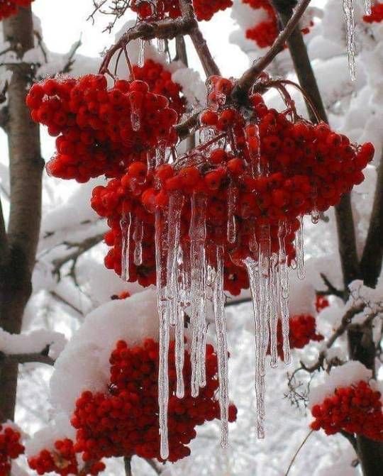 Моя рябина - ягоды, зима, снег - оригинал