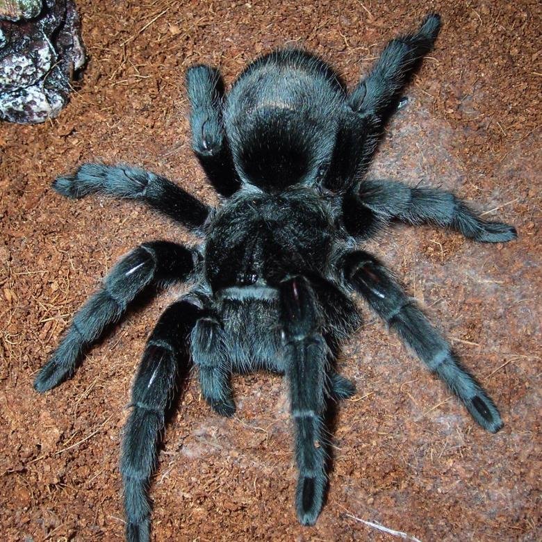 Граммостола пульхра - паук - оригинал