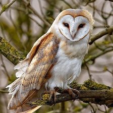 Схема вышивки «птицы»