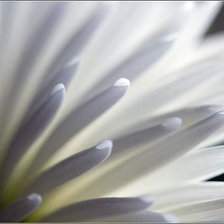 Схема вышивки «хризантема»