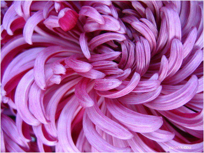 хризантема - серия совсем рядом - оригинал