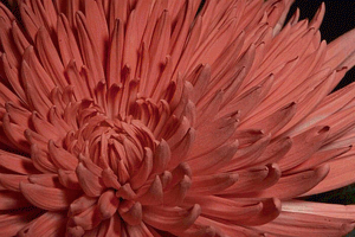 хризантема - серия совсем рядом - предпросмотр