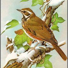 Схема вышивки «птица»