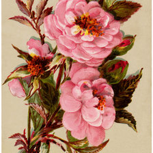 Оригинал схемы вышивки «№2150544»