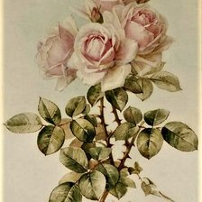 Схема вышивки «№2150550»