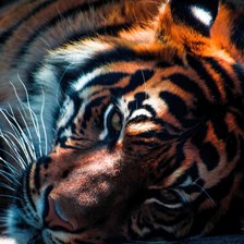 Схема вышивки «Тигр»