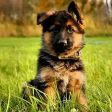 Схема вышивки «Щенок овчарки в траве»