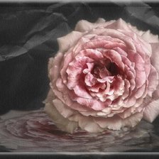 Оригинал схемы вышивки «роза» (№2151628)