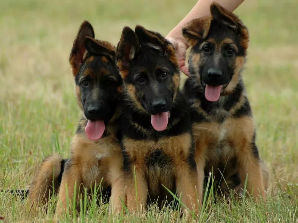 Щенки - щенки, трава, овчарки - оригинал