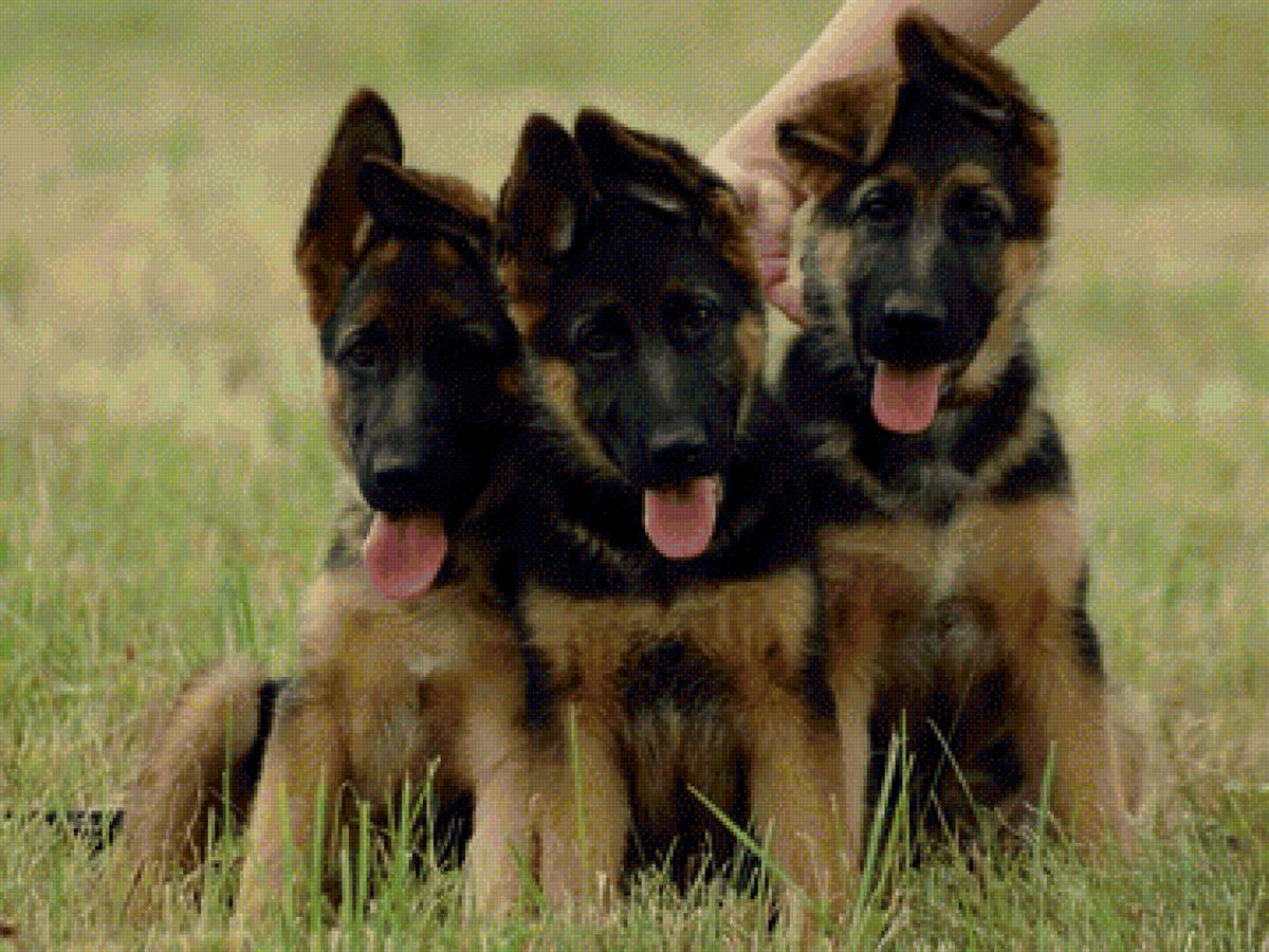 Щенки - овчарки, щенки, трава - предпросмотр