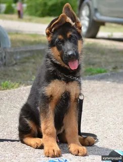 Щенок овчарки - овчарка, щенок - оригинал