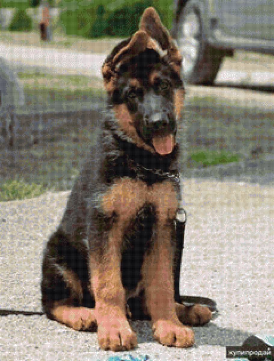 Щенок овчарки - овчарка, щенок - предпросмотр