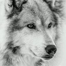 Схема вышивки «дикие»