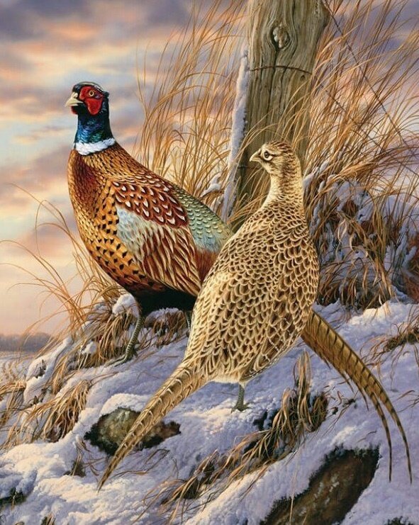 золотые фазаны - фазаны - оригинал