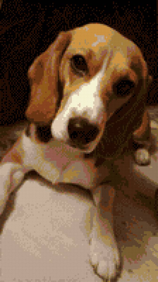 Меланж - меланж, бигль, животные, собака - предпросмотр