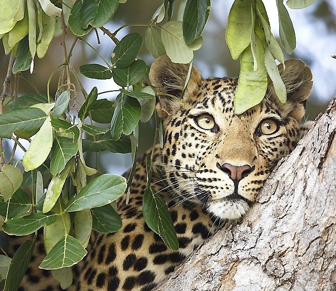 №2152226 - оригинал