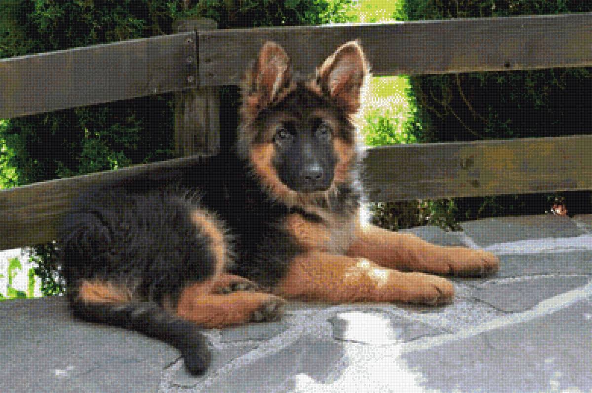 Щенок овчарки на террасе - щенок, трава, овчарка - предпросмотр