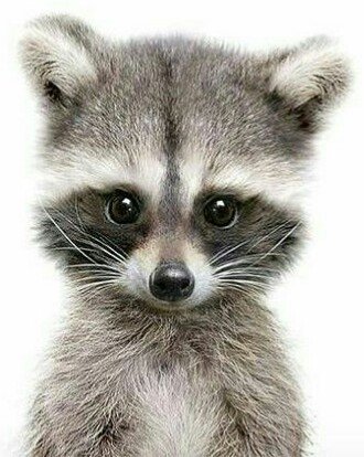 Детёныш енота - малыш, енот - оригинал
