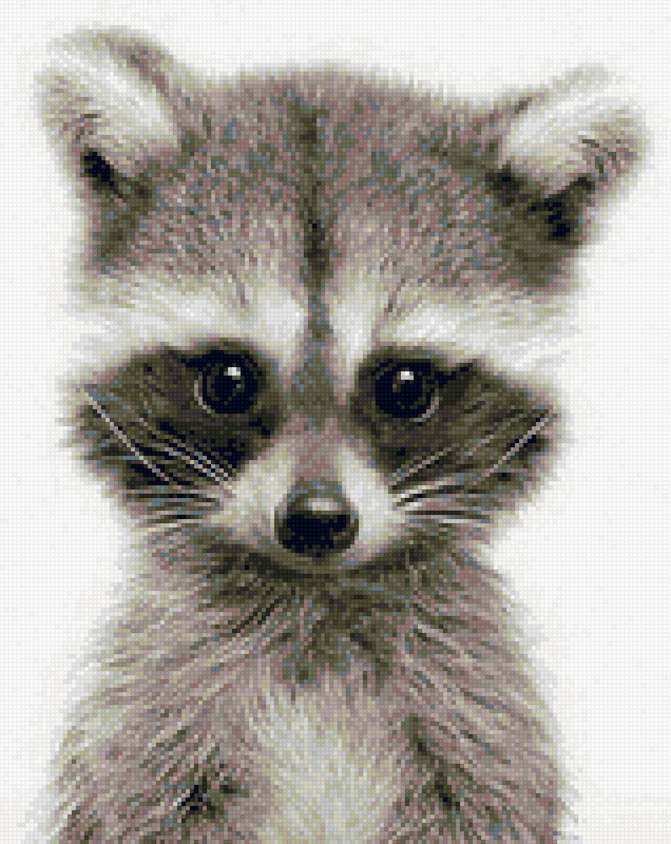 Детёныш енота - малыш, енот - предпросмотр