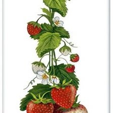 Схема вышивки «фрукты»