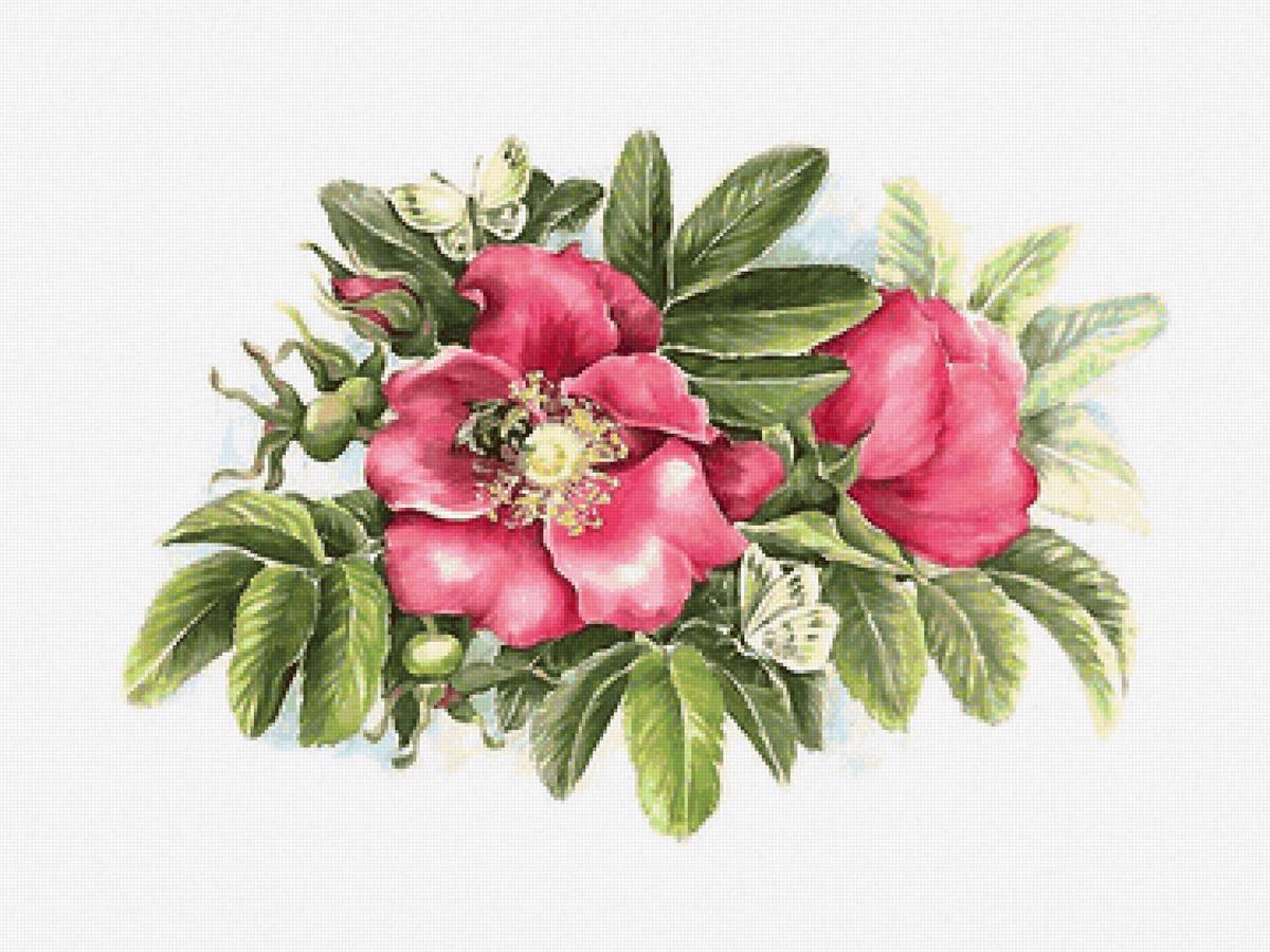 шиповник - предпросмотр