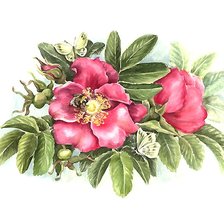 Схема вышивки «шиповник»