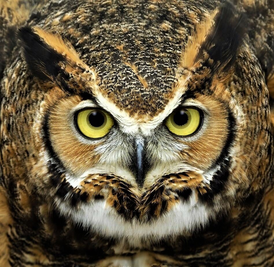 №2152848 - оригинал