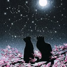 Лунные коты