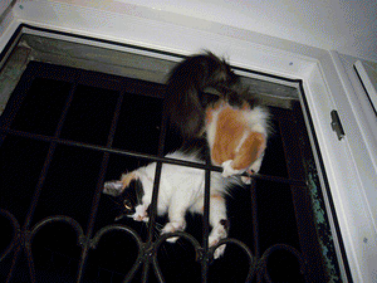 Изабелла - решетка, ночь, гимнастика, кошка - предпросмотр