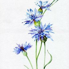 Схема вышивки «василек»