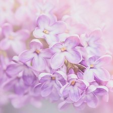 Схема вышивки «№2153678»