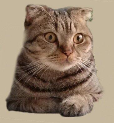 Timon - оригинал