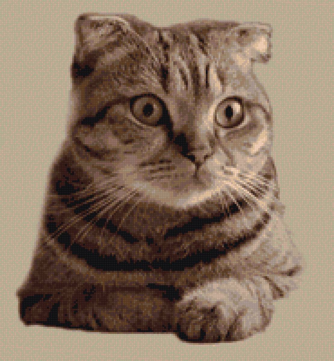 Timon - предпросмотр