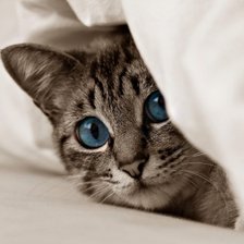 Схема вышивки «№2153855»