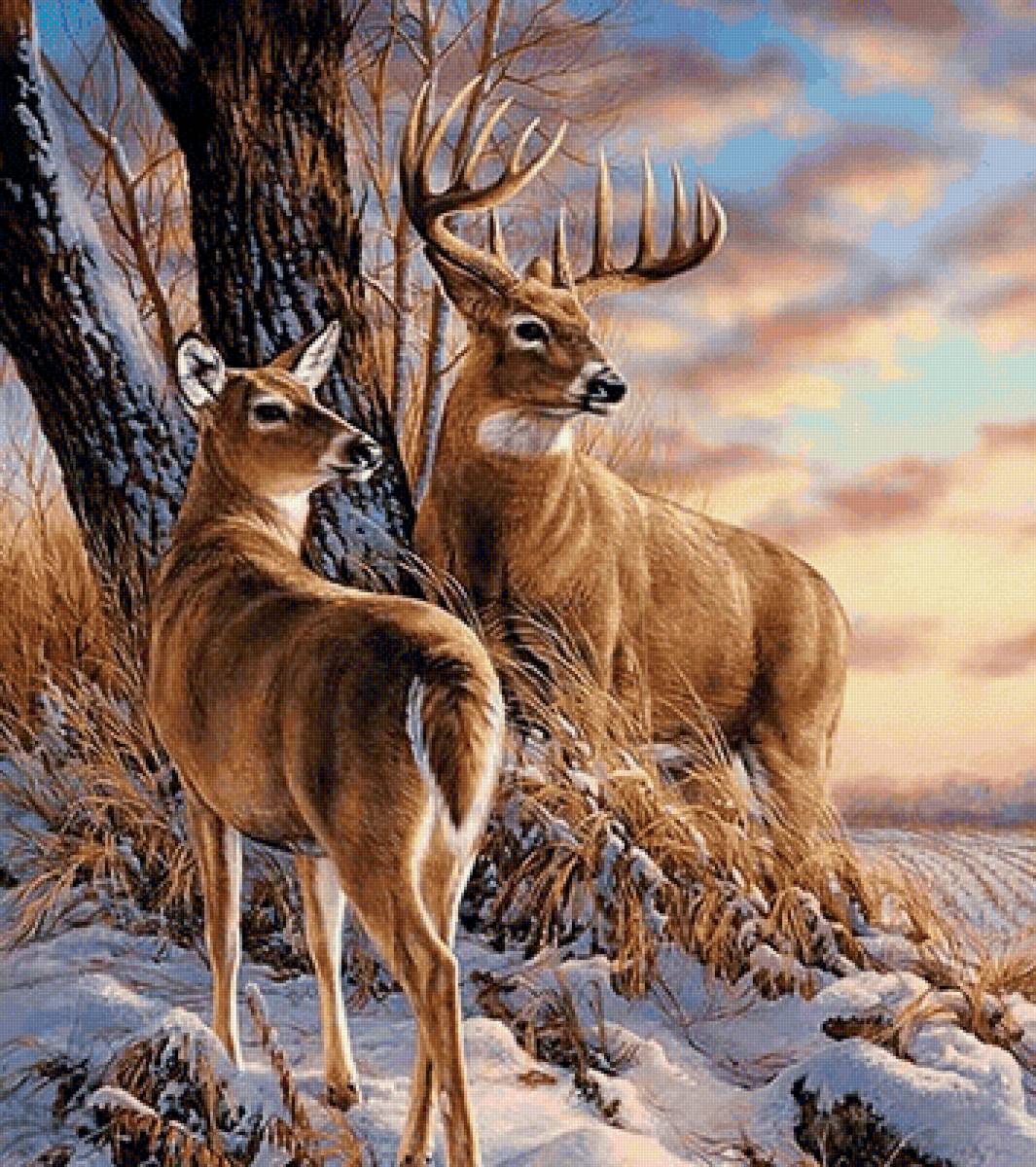 Олени - животные, олени - предпросмотр