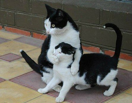 Молчи, дуралей. Говорить буду я - кошки, юмор - оригинал