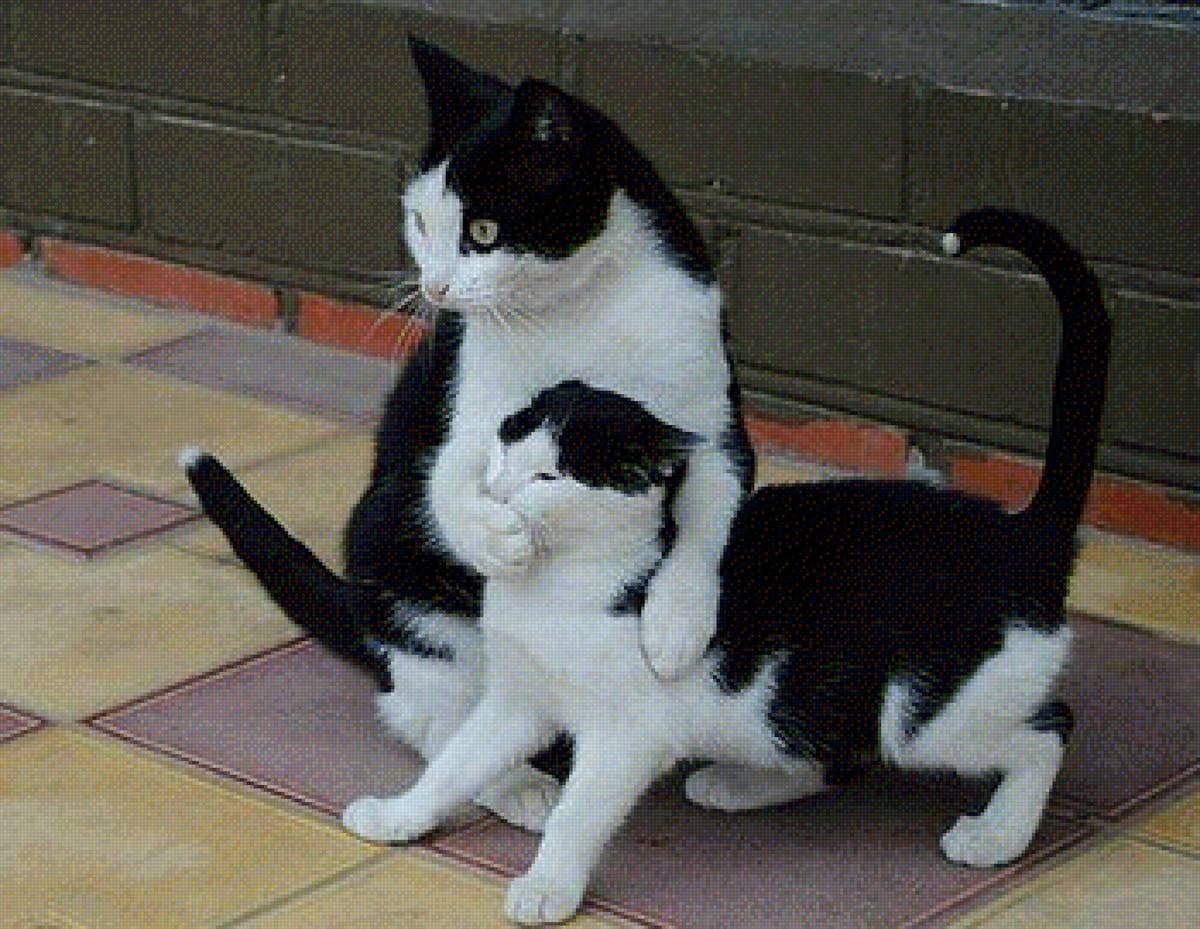 Молчи, дуралей. Говорить буду я - кошки, юмор - предпросмотр