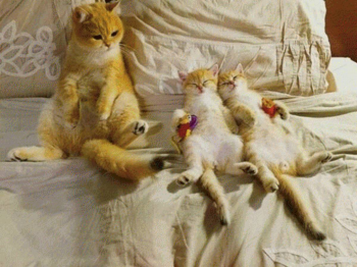 Котики шалят. Смешные моменты из жизни кошек. Коты и кошки из жизни. Жизнь кошек. Котики шалят. Смешные моменты из жизни кошек. Коты и кошки из жизни.