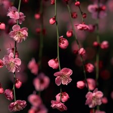 Схема вышивки «№2154191»