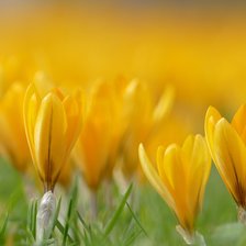 Схема вышивки «№2154194»